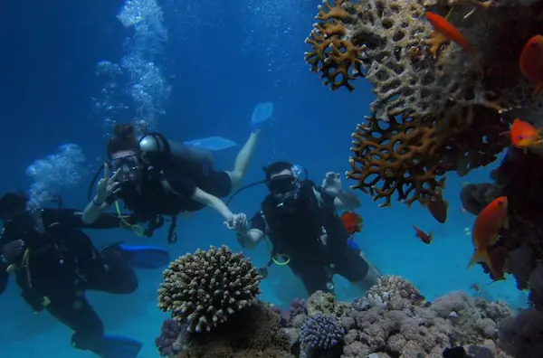 padi