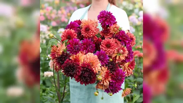 dahlia-tubers-chocolate-&-wine-mix
