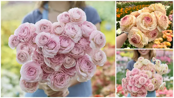 ranunculus-romance-bundle-orleans®-&-seine®