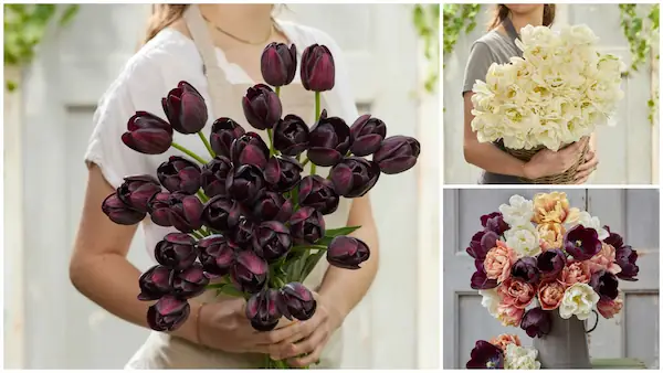 tulip-bundle-antique-noir
