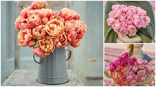 tulip-bundle-berry-blush